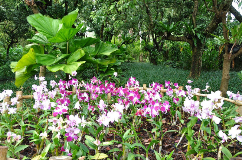 Xinglong Tropical Botanical Garden Hainan Island4