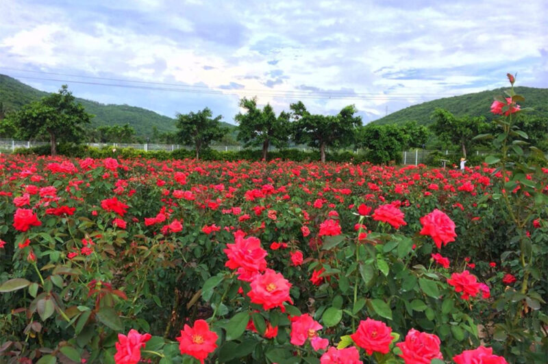 yalong bay rose park sanya hainan island